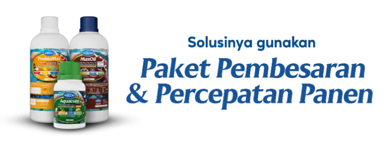 Solusi - Paket Pembesaran